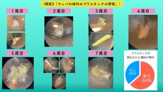 【最優秀賞】日本の砂浜のプラスチックの状況と魚への影響～プラスチックが及ぼしている影響について～（第2回森川海街こどもサミット）