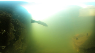 こんなところで！？高浜運河に〇〇が泳ぐ！【動画あり📹】